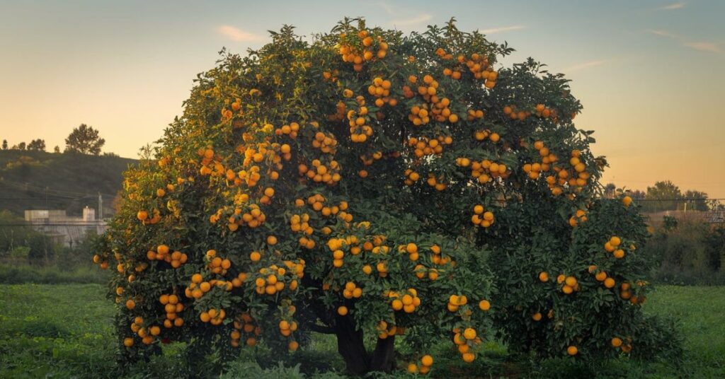 Orangia